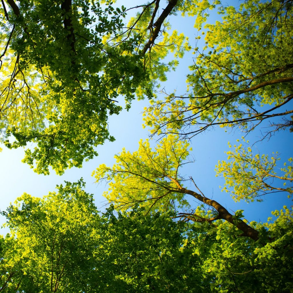 CO2 Compensatie via Trees for all