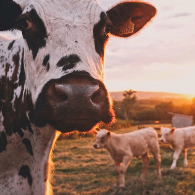 Duurzame documentaire Cowspiracy