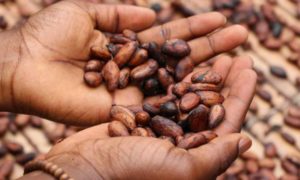 Duurzame chocolade eten cacaobonen