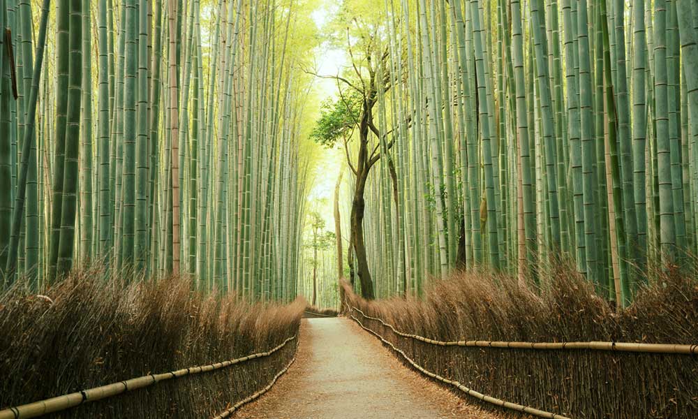 duurzaam produceren in China bamboobos
