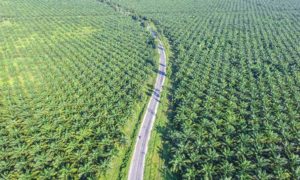 palmolie in niet-natuurlijke lippenbalsem