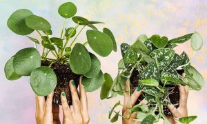 duurzame planten Sprinklr
