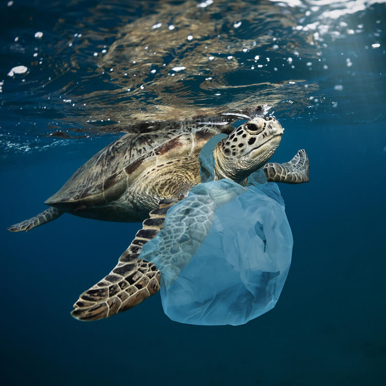 merken die plasticvervuiling tegengaan
