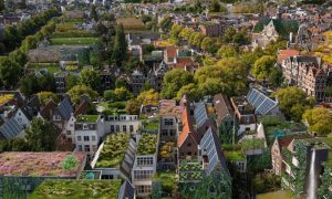 biodiversiteit stad Rooftop Revolution