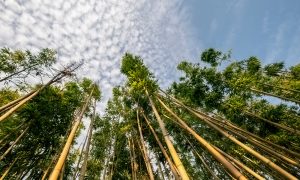 boomvriendelijk papier van bamboe