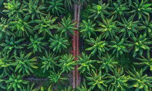 vervuilende palmolie plantages