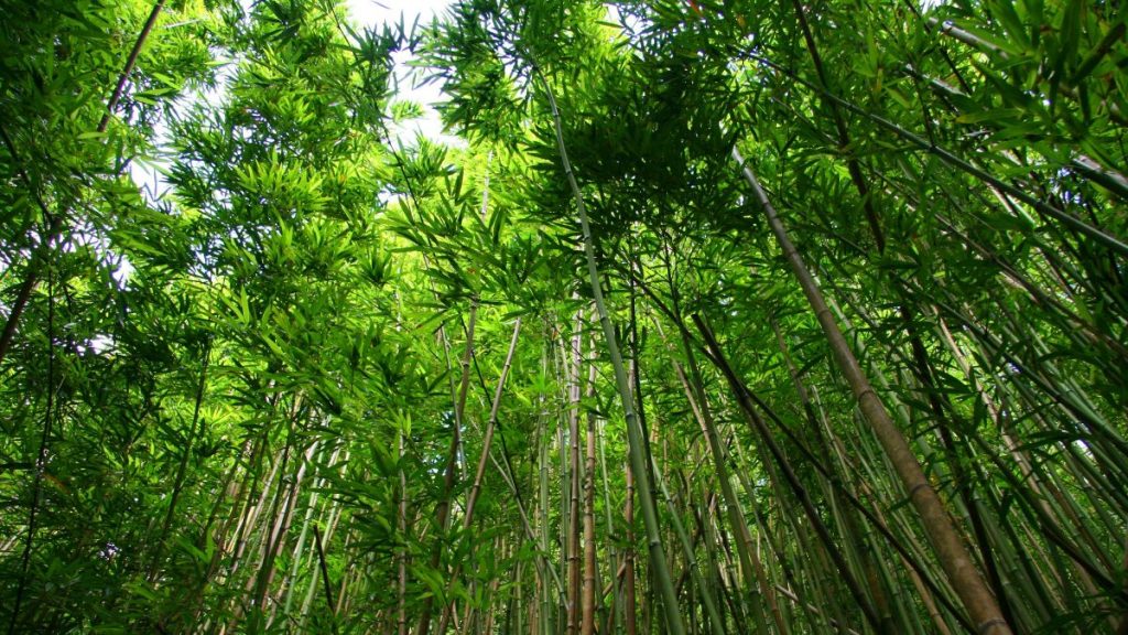 wat maakt bamboe duurzaam